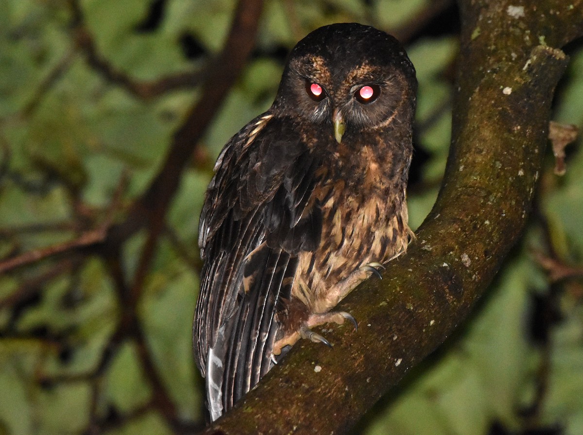 Mottled Owl - ML618287884