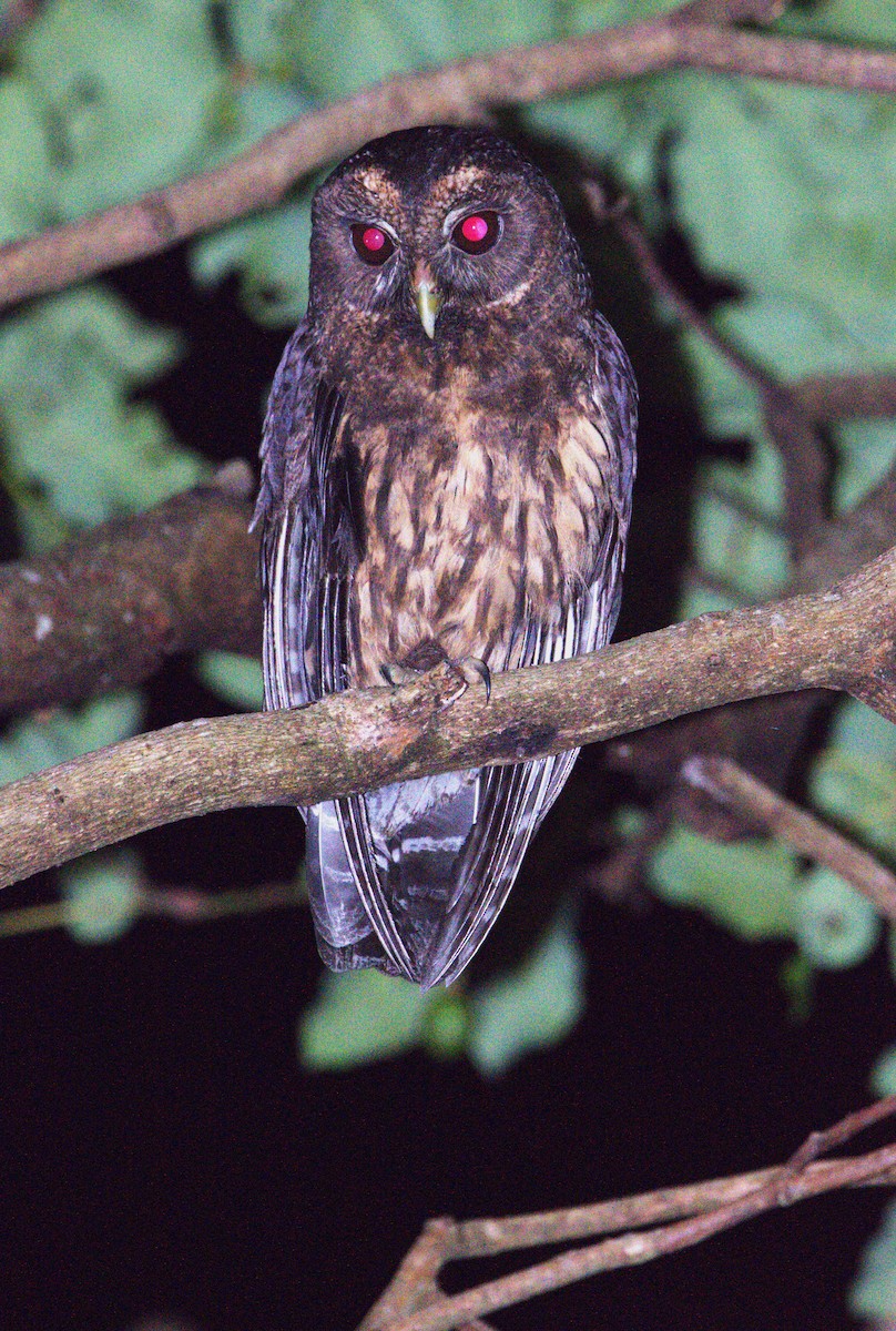 Mottled Owl - ML618287885