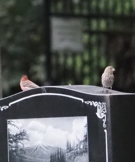 House Finch - Mary Sue