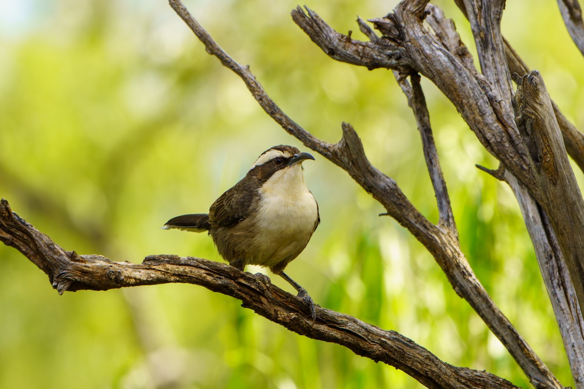 White-browed Babbler - James Churches