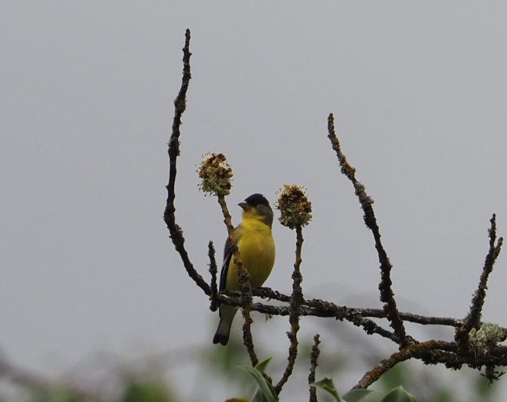 Lesser Goldfinch - Mary Sue