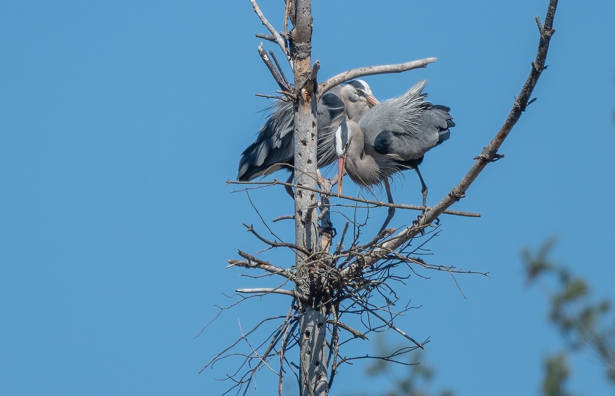 Great Blue Heron - Sandy Podulka