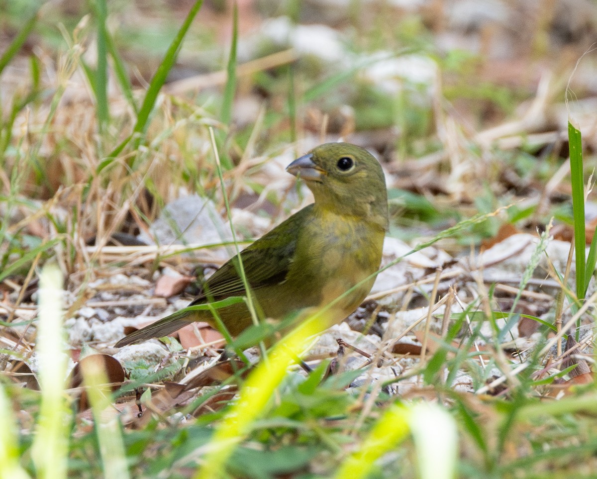 Painted Bunting - Peter Galvin