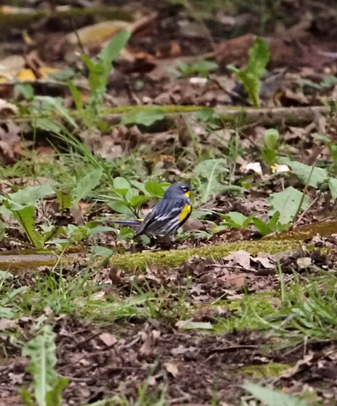 Yellow-rumped Warbler (Audubon's) - Mary Sue