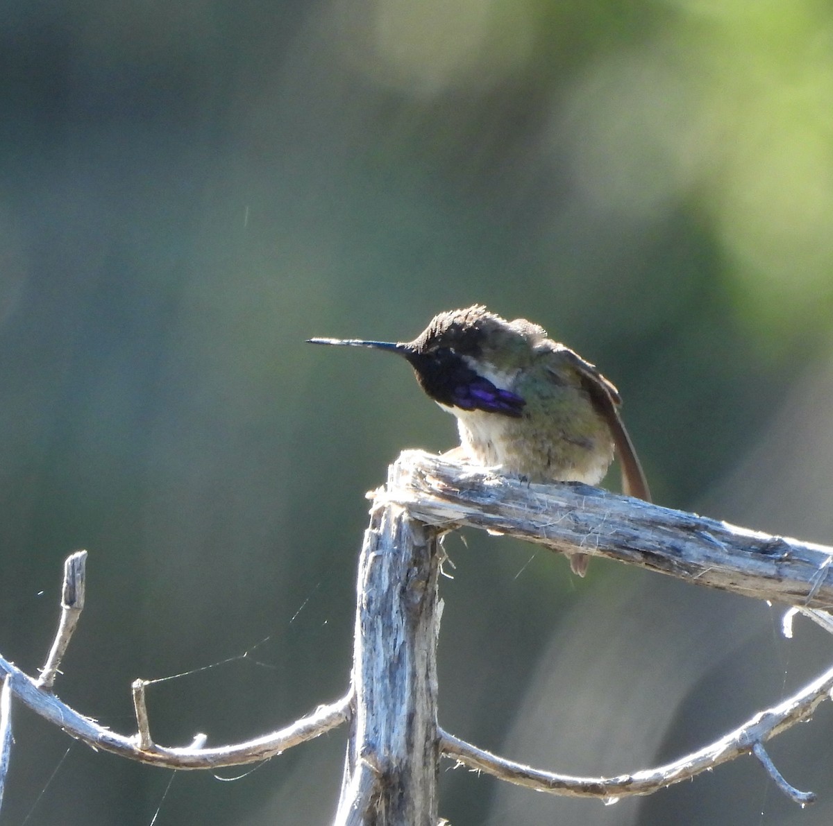 Costa's Hummingbird - ML618287931