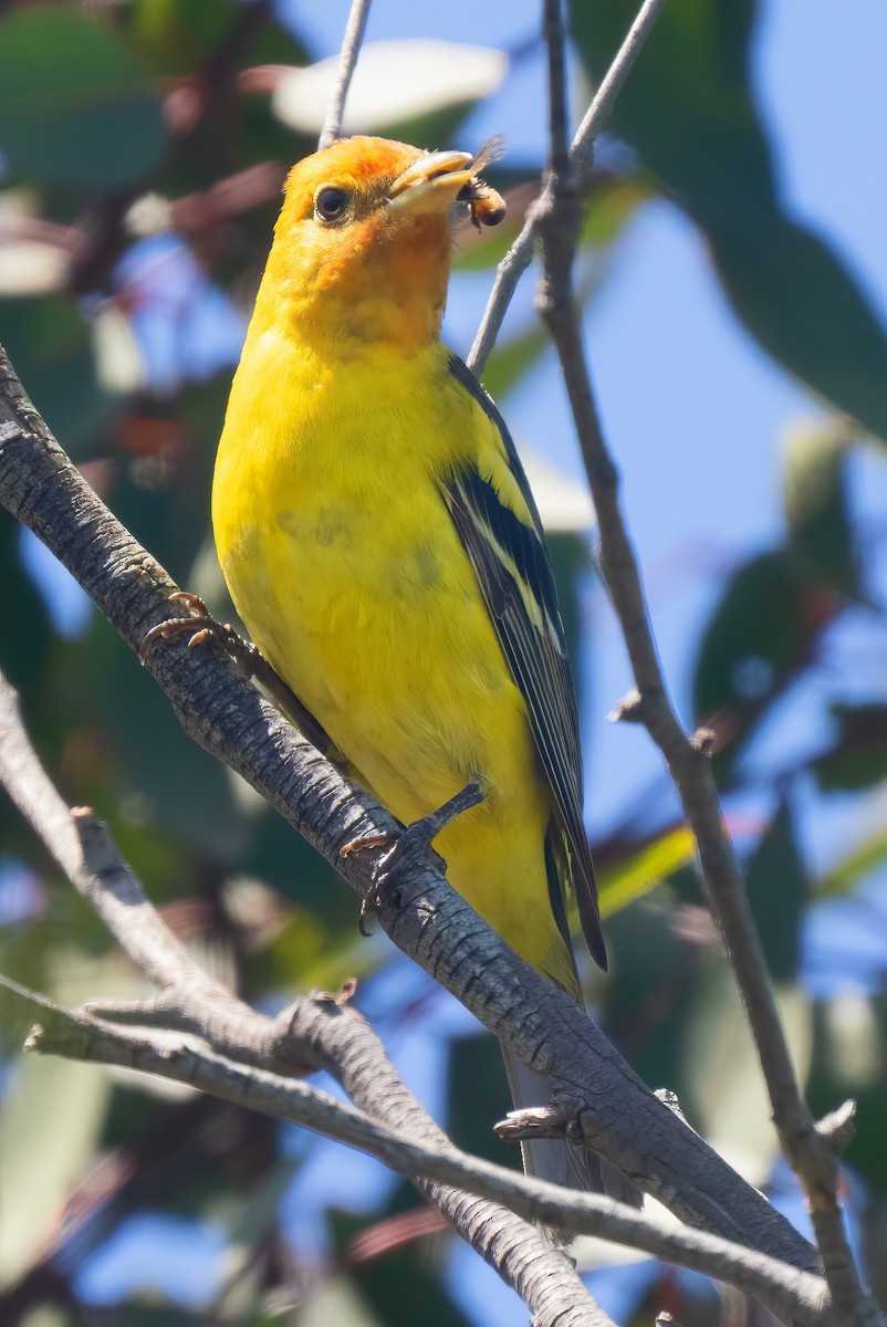 Western Tanager - ML618287937
