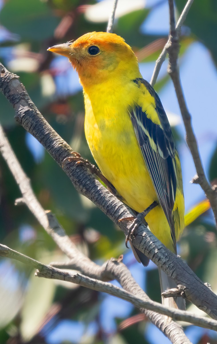 Western Tanager - ML618287938