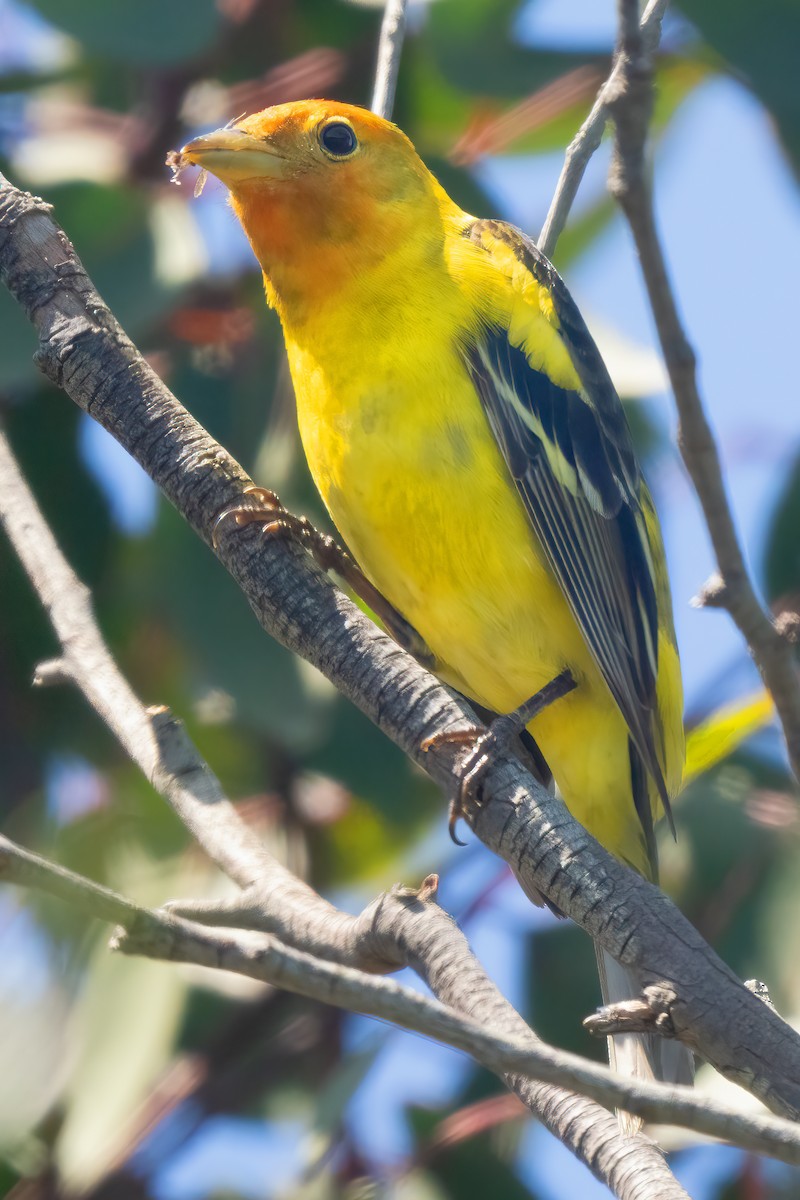 Western Tanager - ML618287941