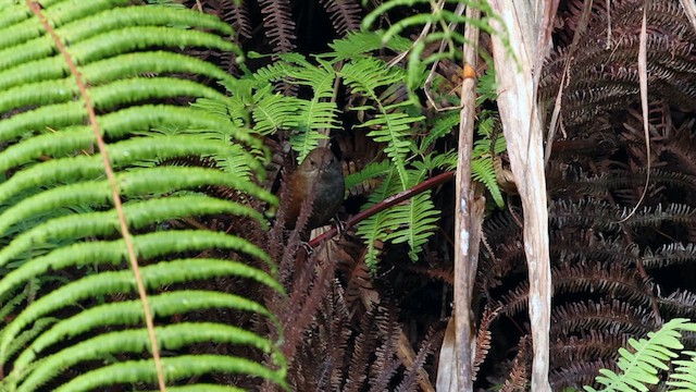 Long-tailed Bush Warbler - ML618287955