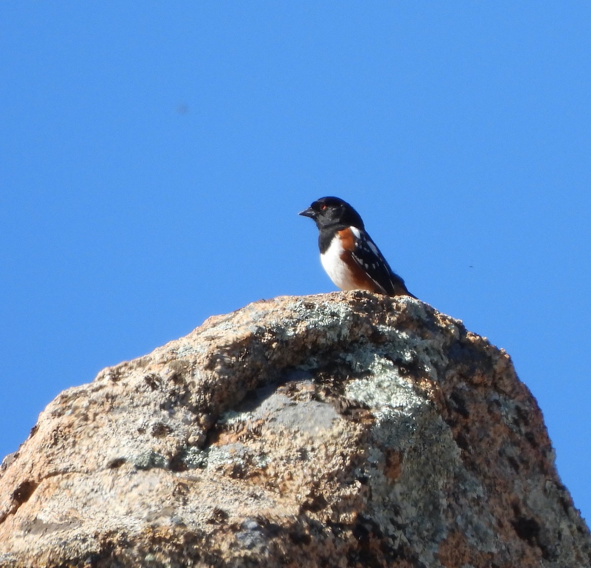 Spotted Towhee - ML618287961