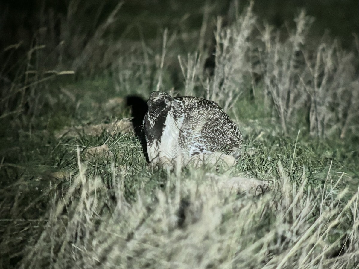 Greater Sage-Grouse - ML618287976