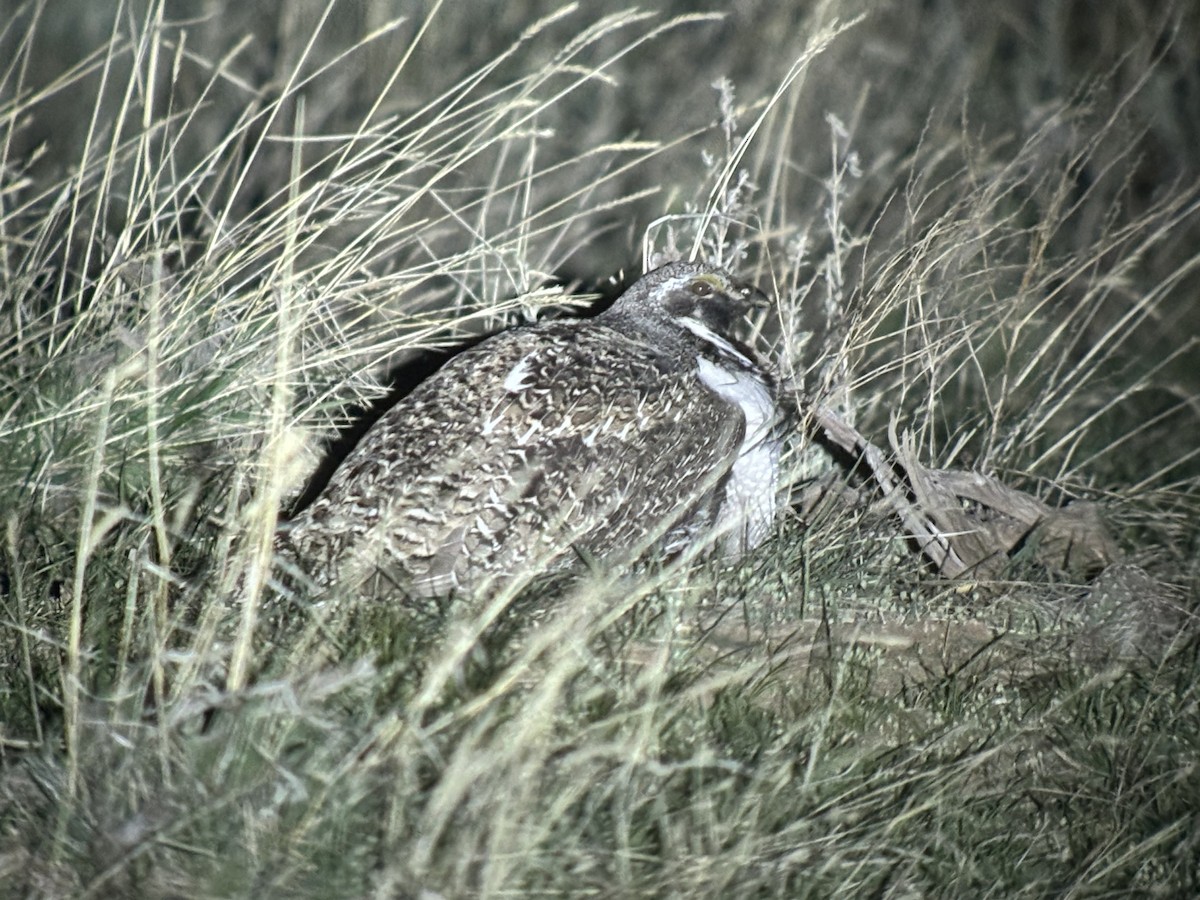 Greater Sage-Grouse - ML618287977