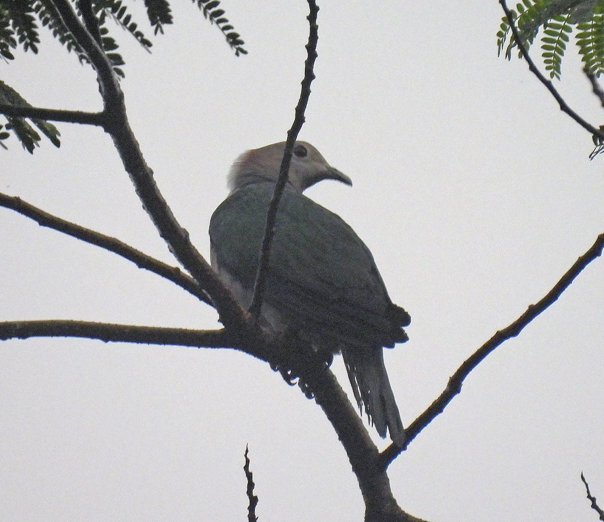 Green Imperial-Pigeon (Green) - ML618287994
