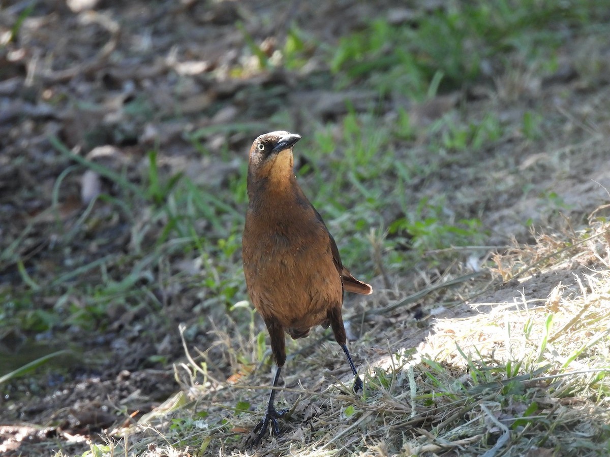 Great-tailed Grackle - ML618288053