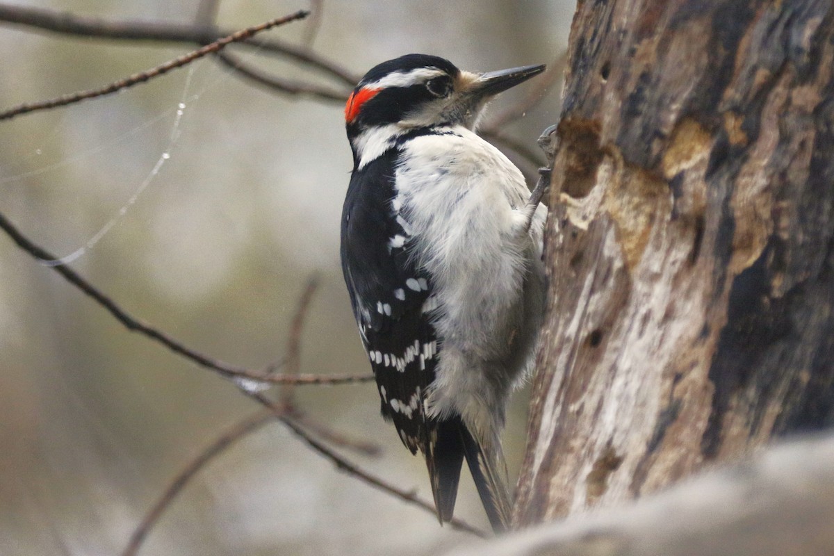 Hairy Woodpecker - walter sliva