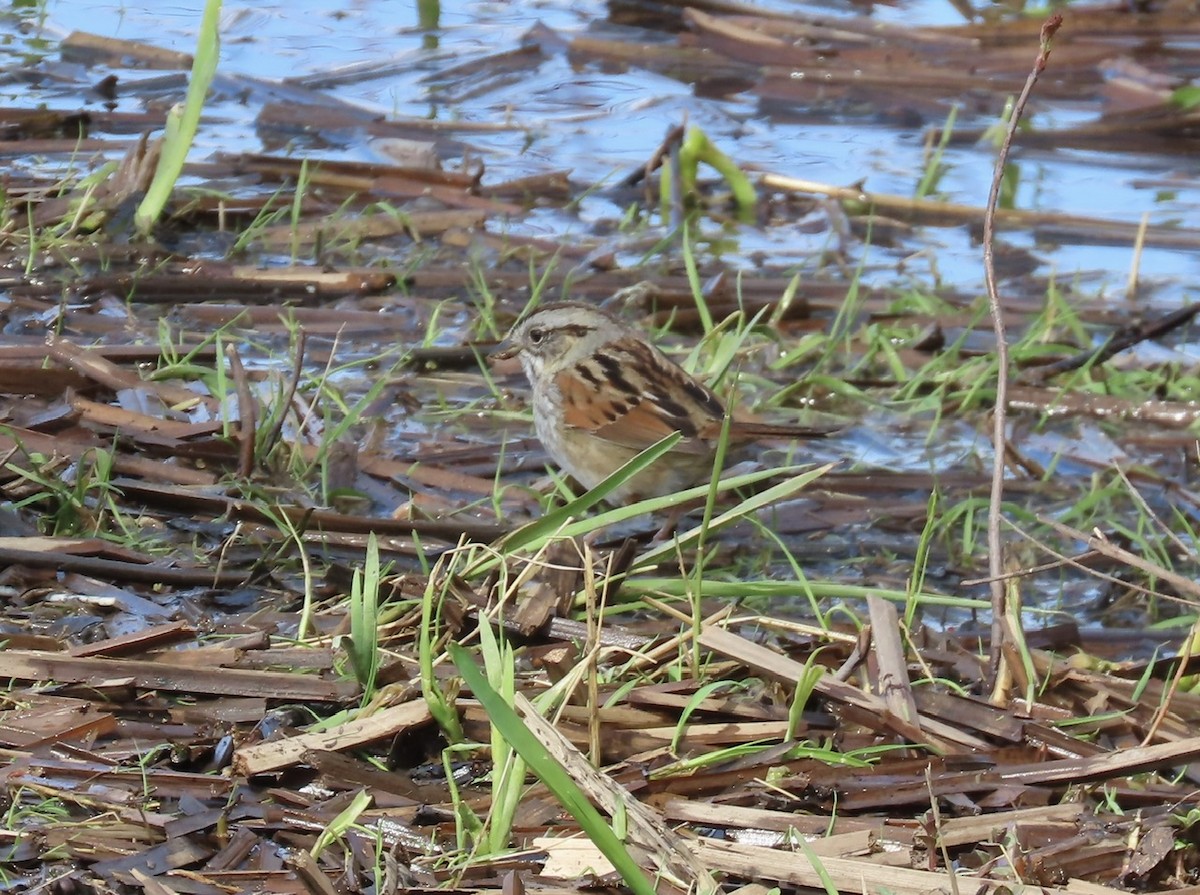 Swamp Sparrow - Emily Dunning
