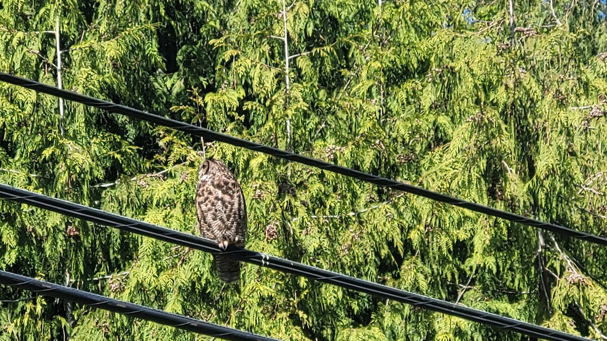 Great Horned Owl - ML618288094