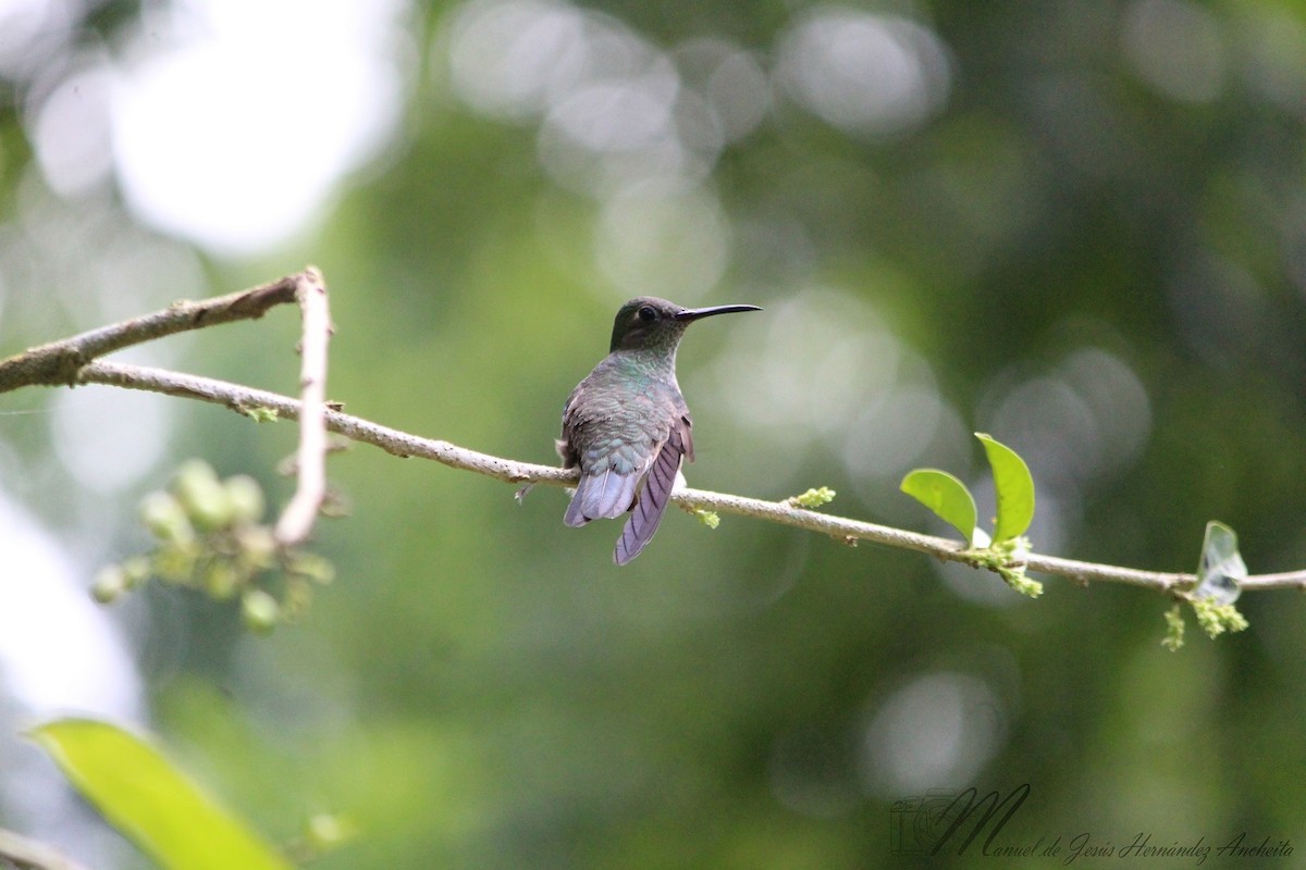 kolibřík skvrnitoprsý - ML618288110