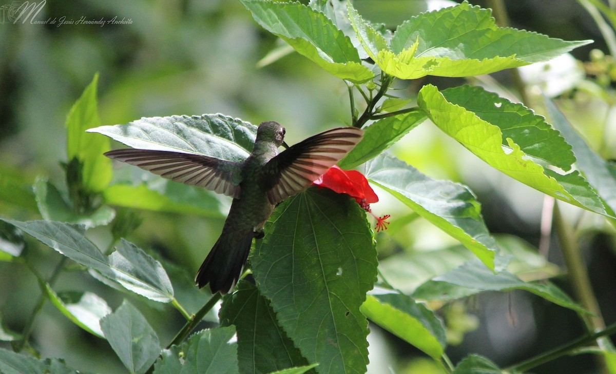 kolibřík skvrnitoprsý - ML618288111
