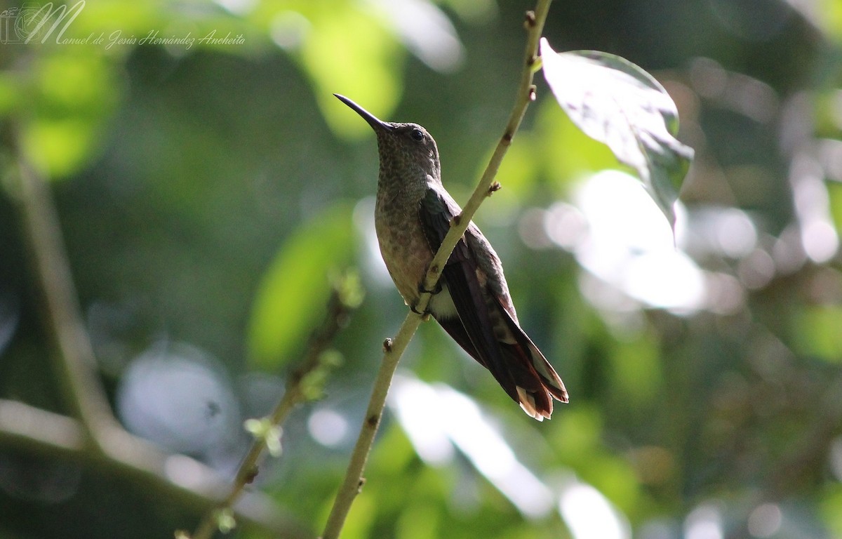 kolibřík skvrnitoprsý - ML618288112