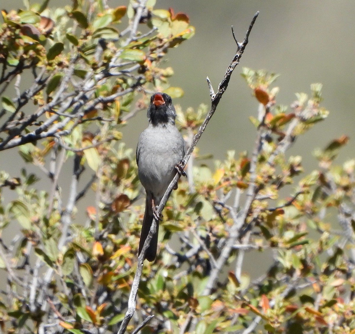 Black-chinned Sparrow - ML618288124