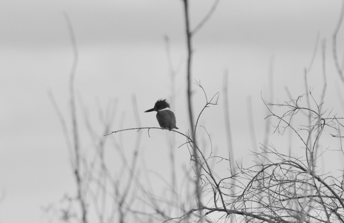 Belted Kingfisher - ML618288125