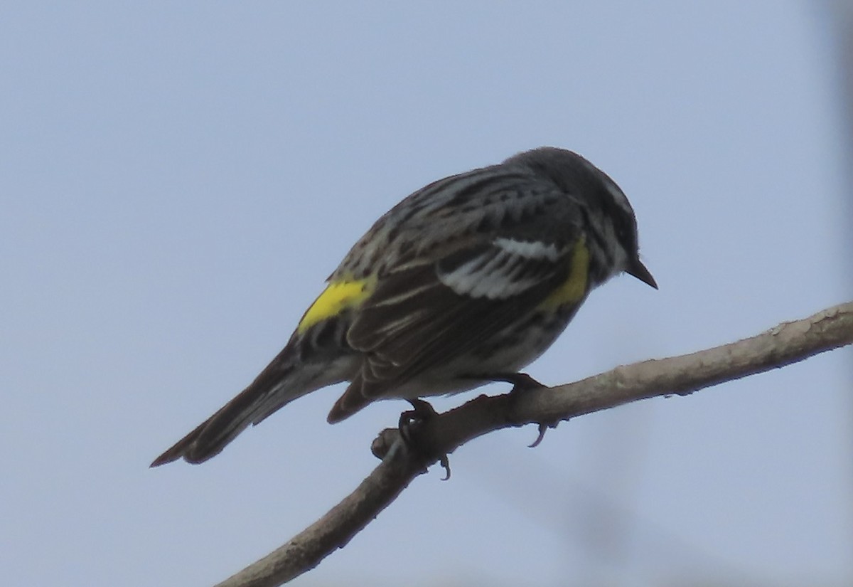 Yellow-rumped Warbler - Emily Dunning