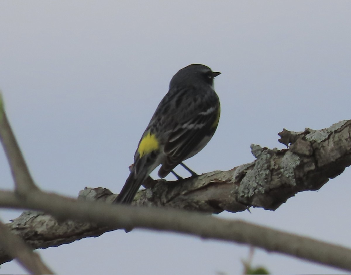 Yellow-rumped Warbler - Emily Dunning