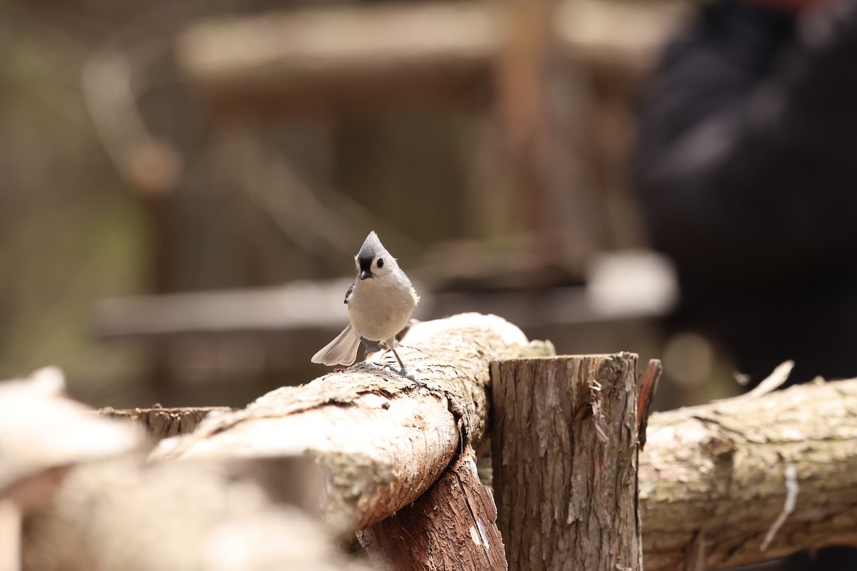 Tufted Titmouse - Marie Provost