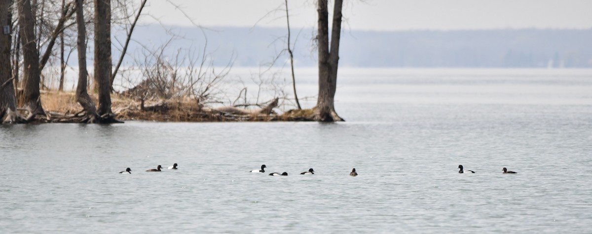 Greater Scaup - ML618288138