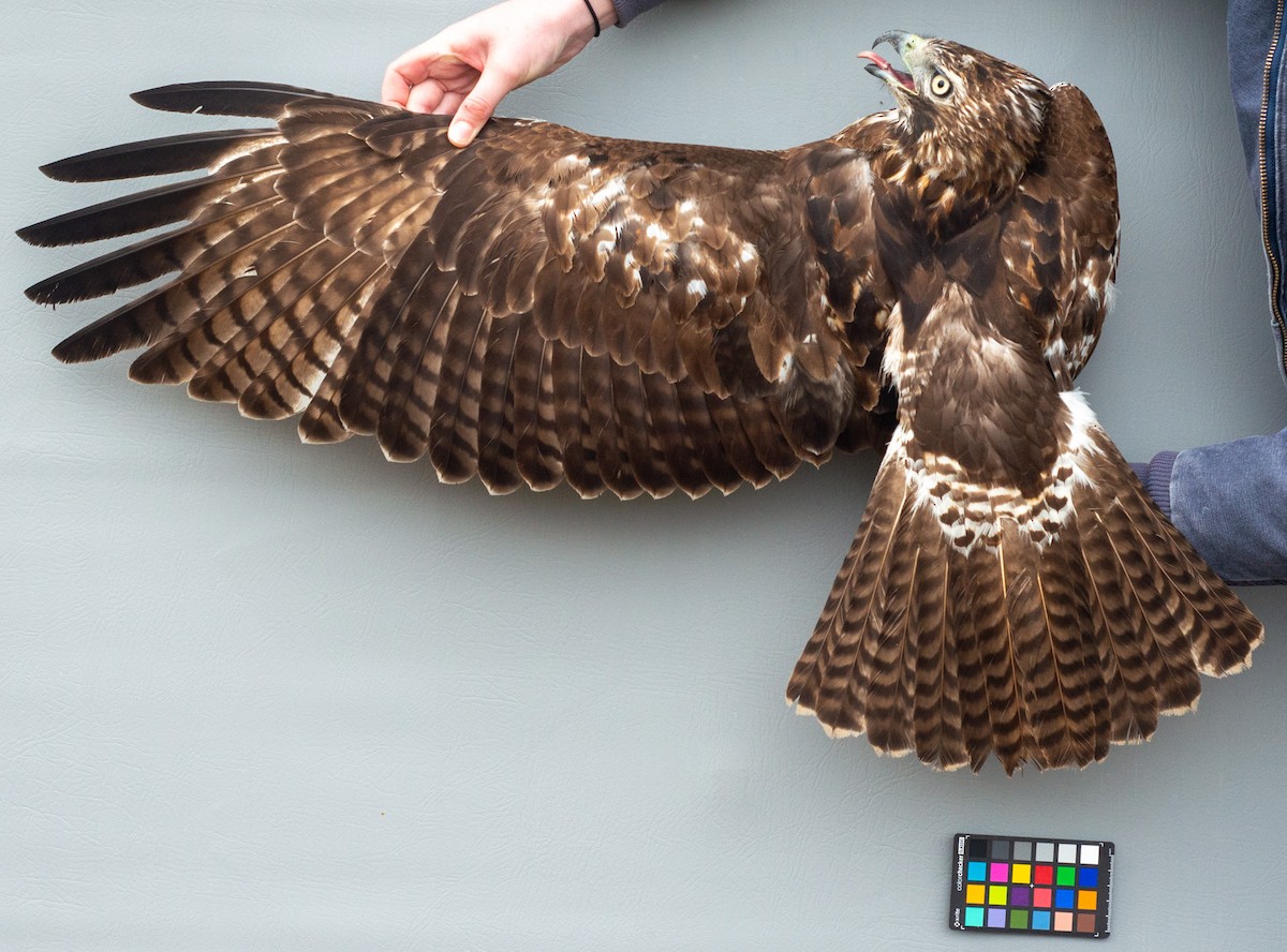 Red-tailed Hawk (abieticola) - ML618288143