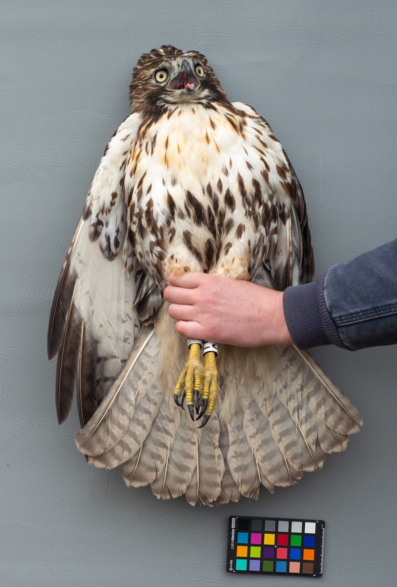 Red-tailed Hawk (abieticola) - ML618288144