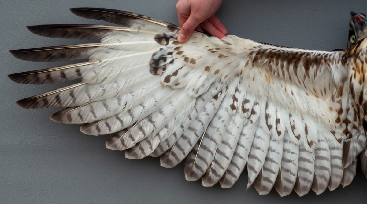 Red-tailed Hawk (abieticola) - ML618288145