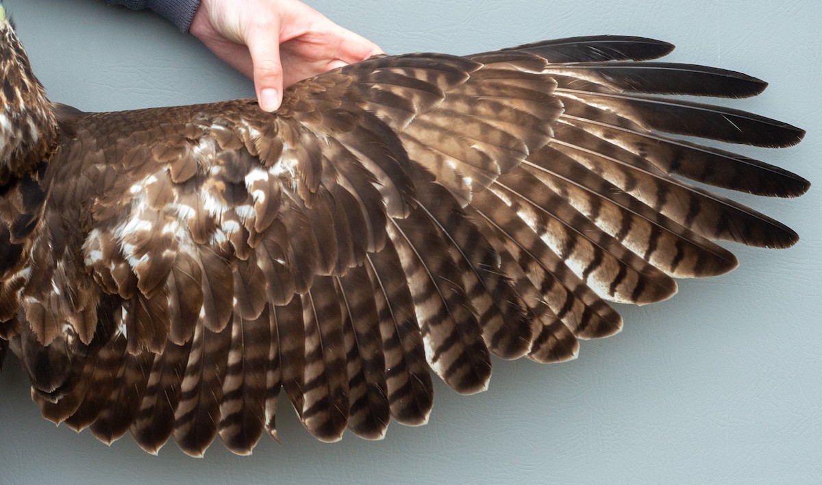 Red-tailed Hawk (abieticola) - ML618288146