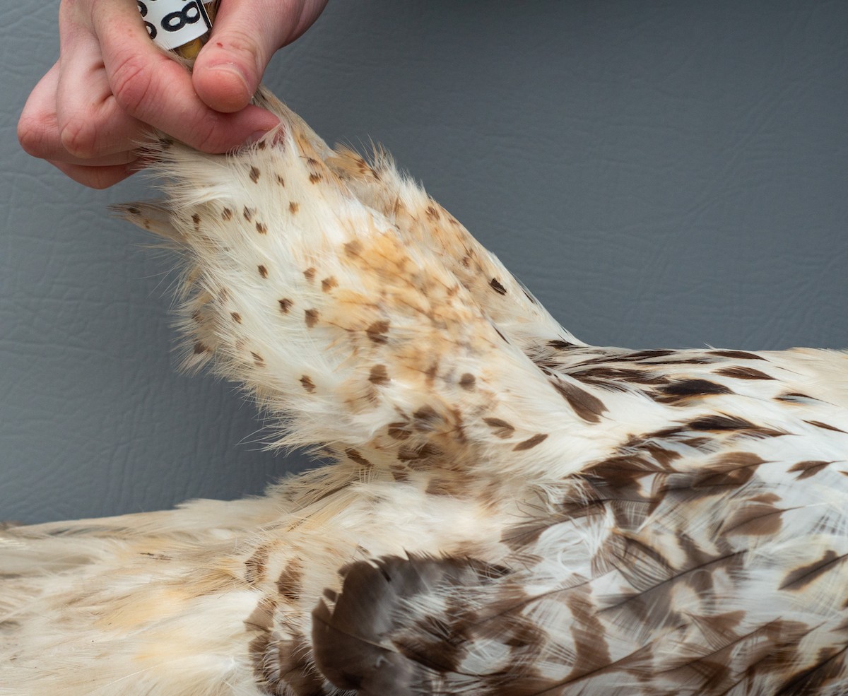 Red-tailed Hawk (abieticola) - ML618288147