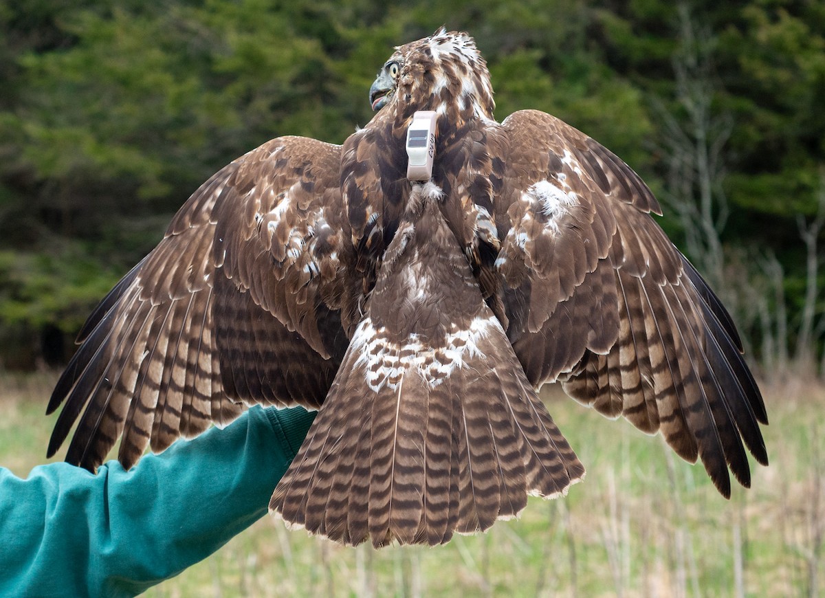 Red-tailed Hawk (abieticola) - ML618288150