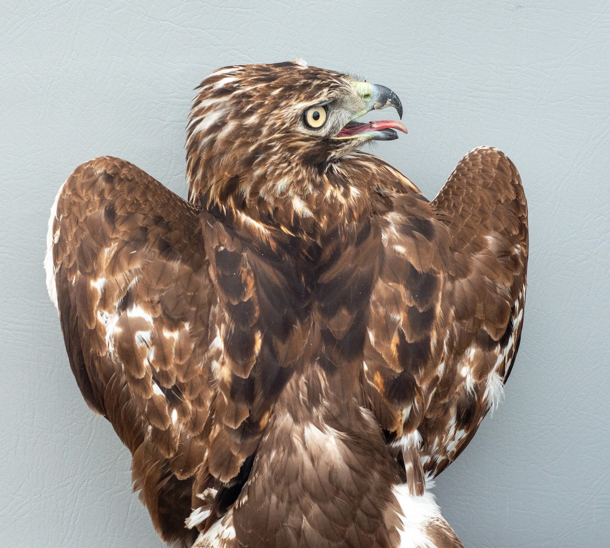 Red-tailed Hawk (abieticola) - ML618288152