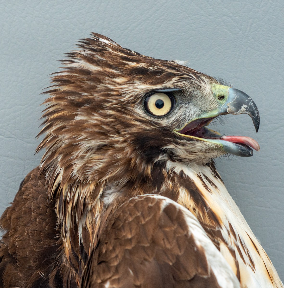 Red-tailed Hawk (abieticola) - ML618288153