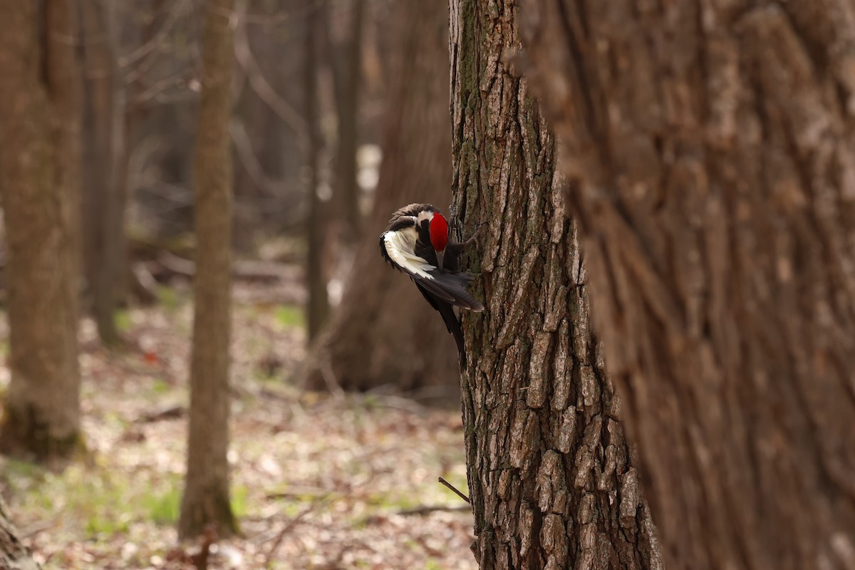 Pileated Woodpecker - Marie Provost