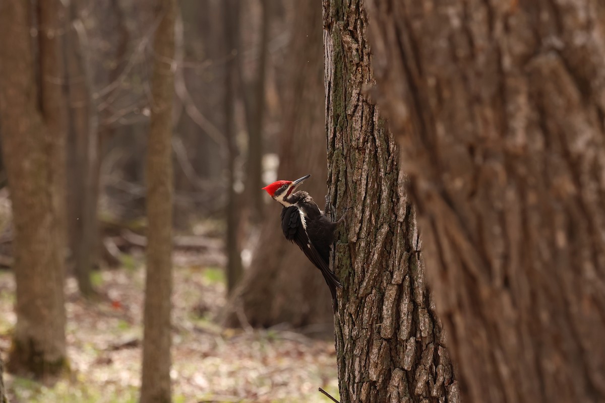 Pileated Woodpecker - Marie Provost