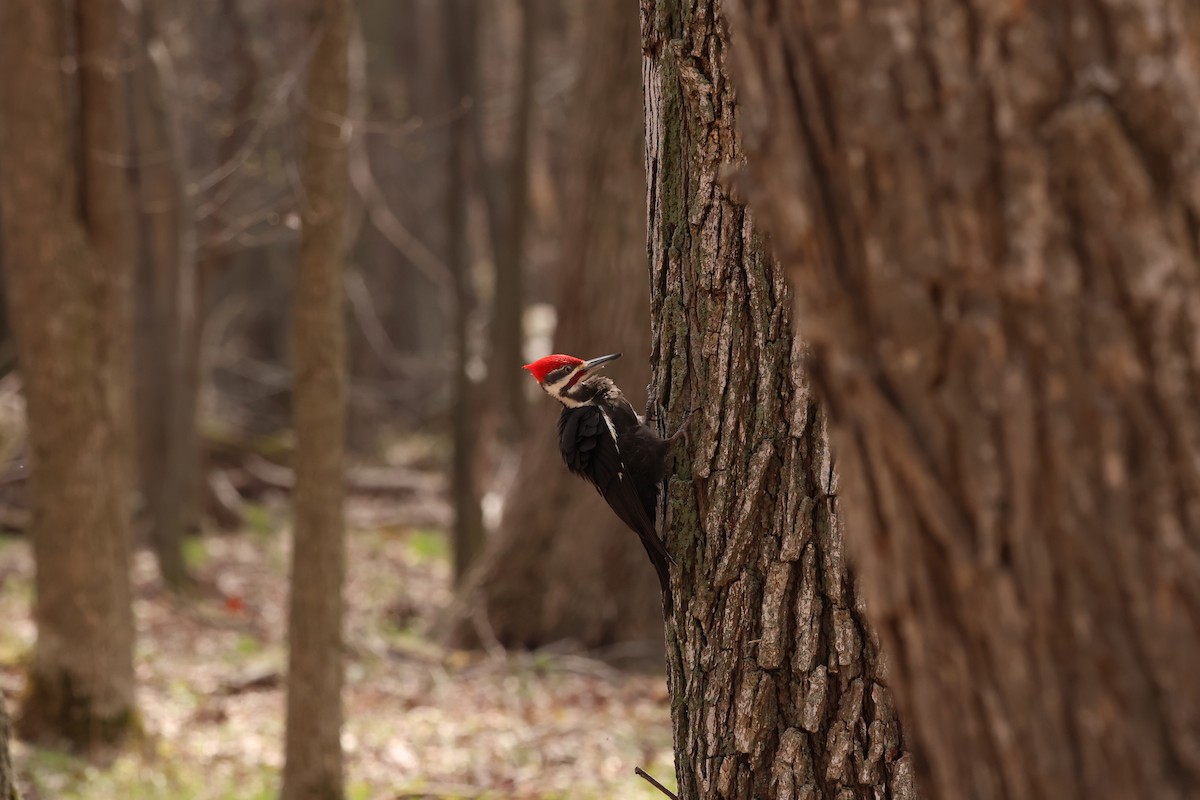 Pileated Woodpecker - ML618288162