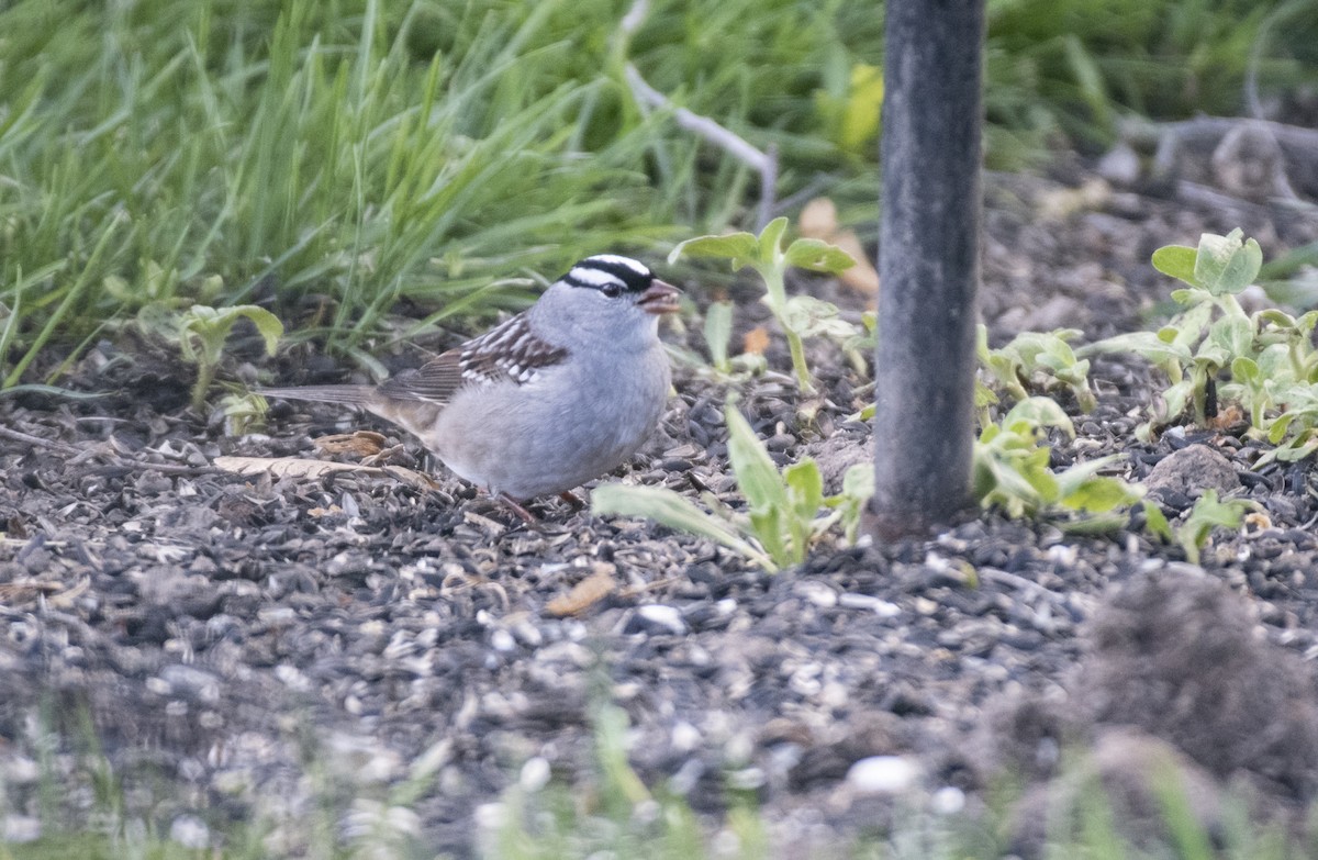 White-crowned Sparrow - ML618288165