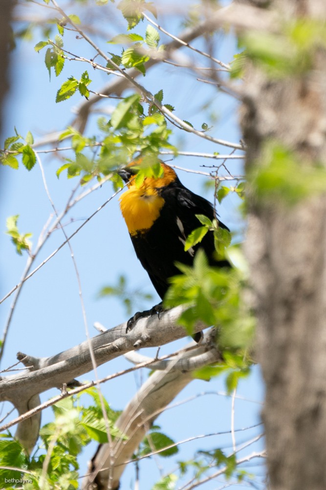 Yellow-headed Blackbird - ML618288169