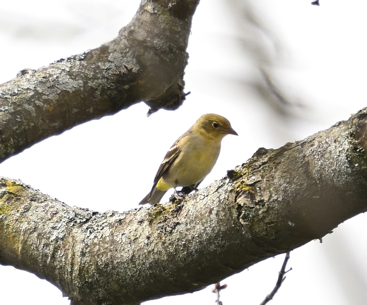 Western Tanager - ML618288176