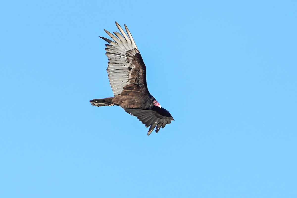 Turkey Vulture - ML618288185