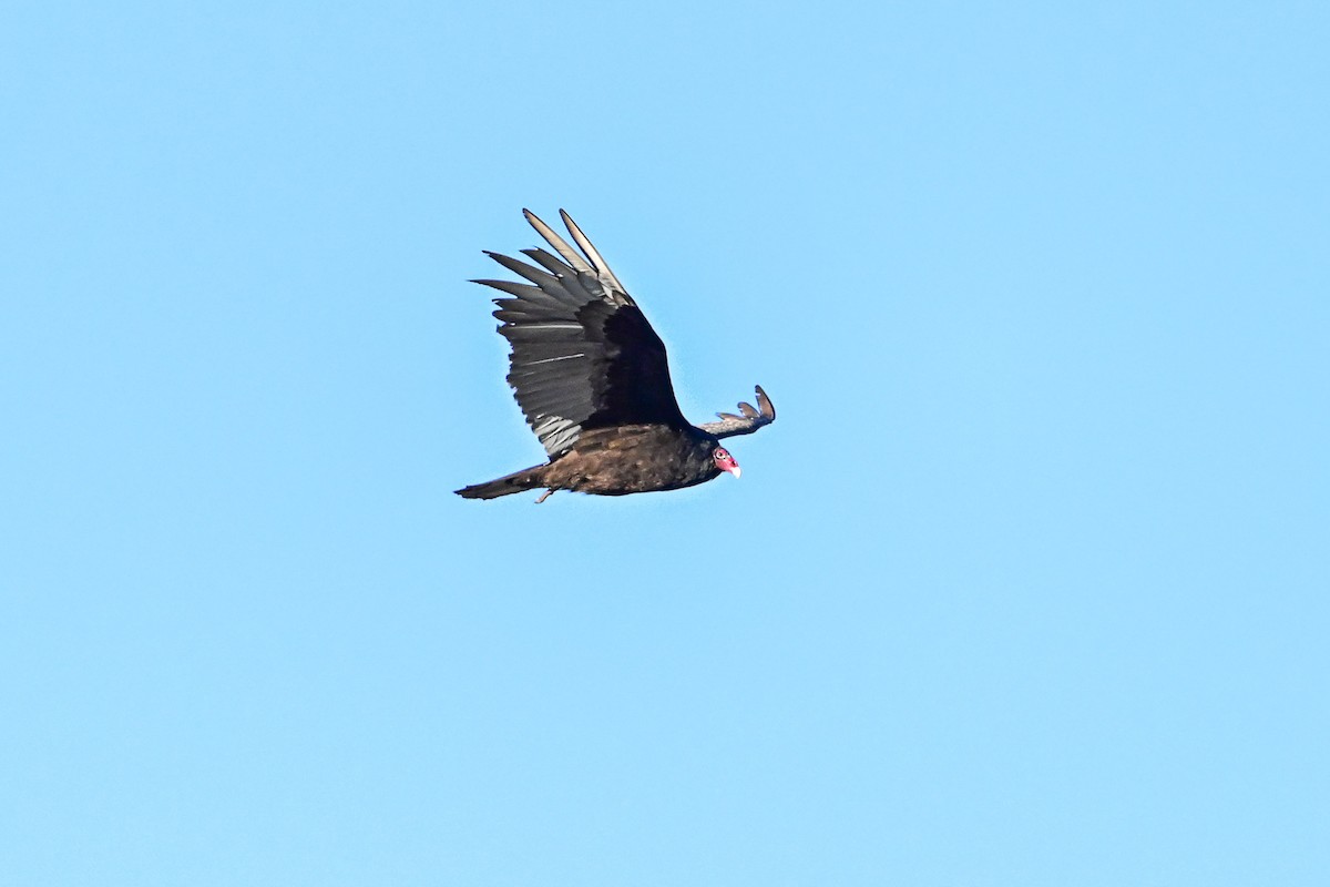 Turkey Vulture - ML618288186