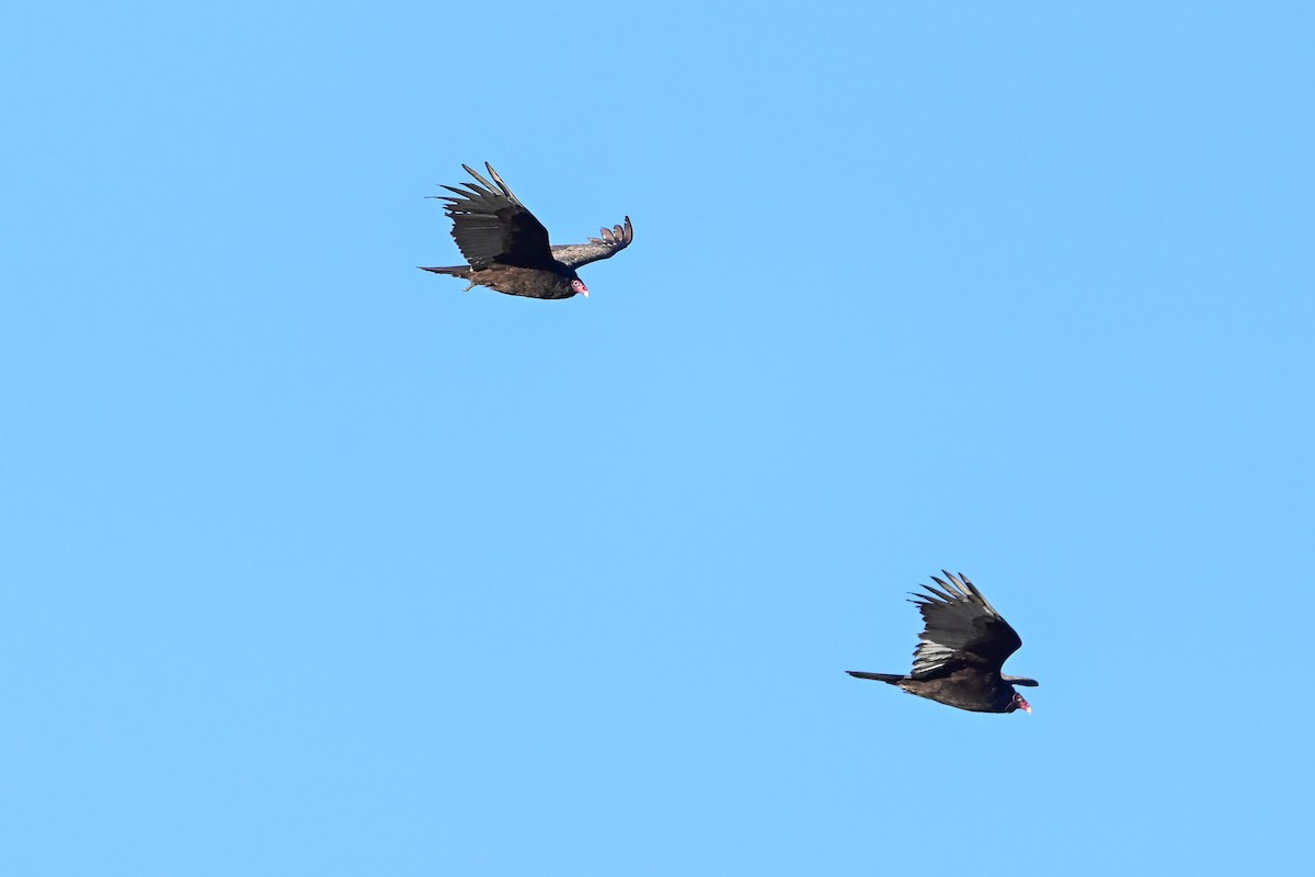 Turkey Vulture - ML618288188