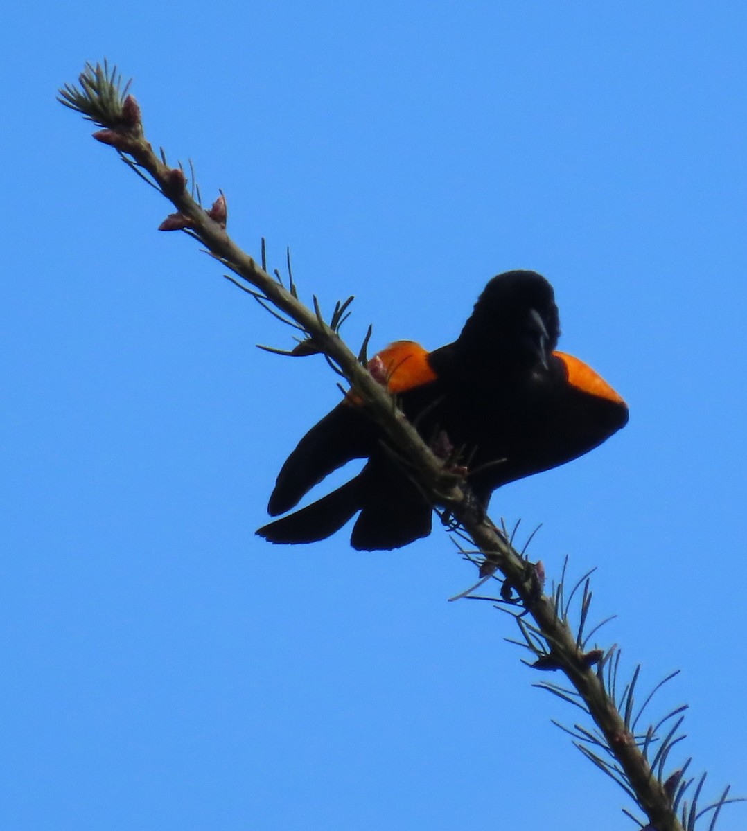 Red-winged Blackbird - ML618288204
