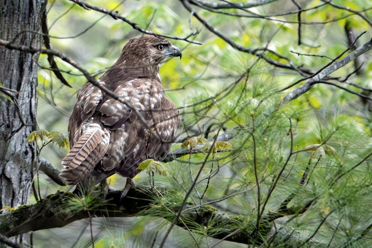 Red-tailed Hawk - Vic Laubach