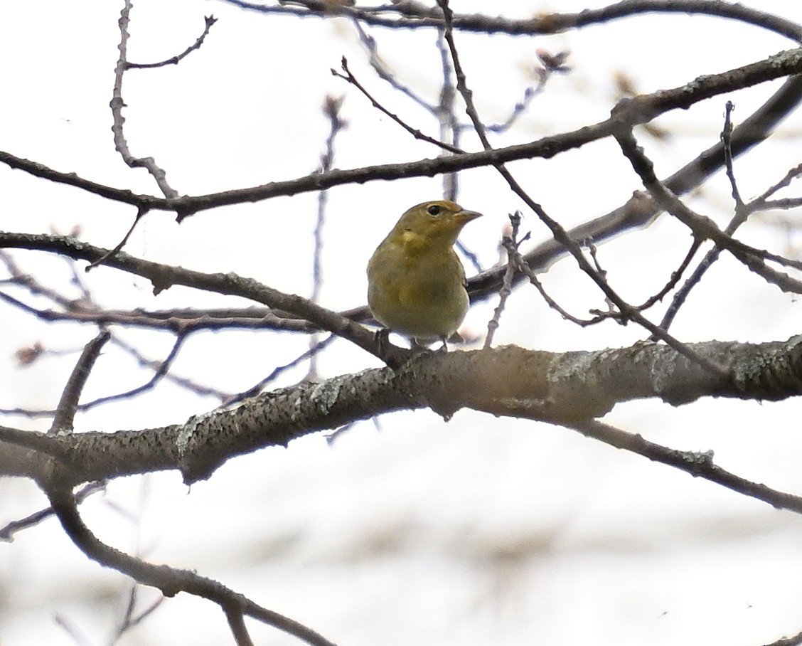 Western Tanager - ML618288208
